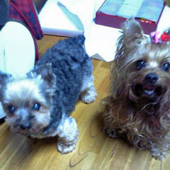 ���q�l���璸�����摜