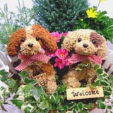 トピアリー2匹の寄せ植え部分染め